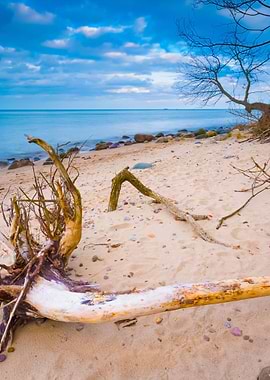 Rocky Sea Shore With Drift