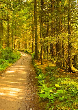 Path Among The Trees In Su