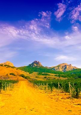 Dirt Road In Vineyard Vall