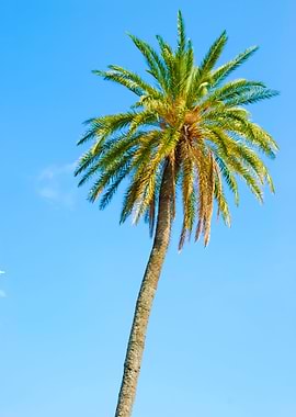 Palm Tree With Blue Sky Ba