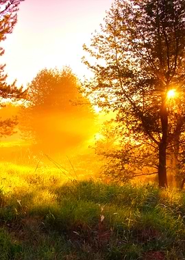 Sunrise In Foggy Forest