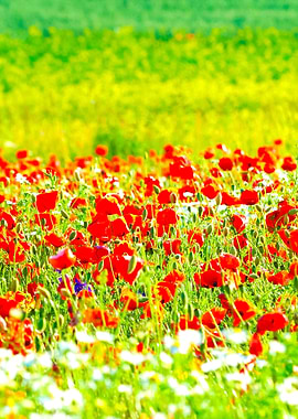 A Poppy Field In Latvia