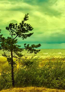 Pine Tree On The Beach
