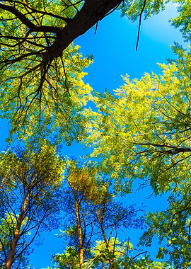 Autumnal Forest From Below