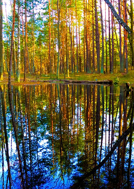 A Small Lake In The Forest