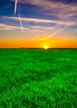 Young Cereal Field Sunset