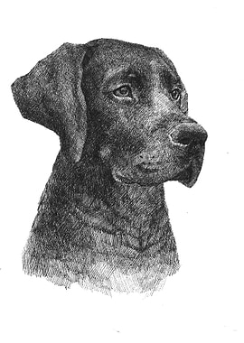 Black Labrador