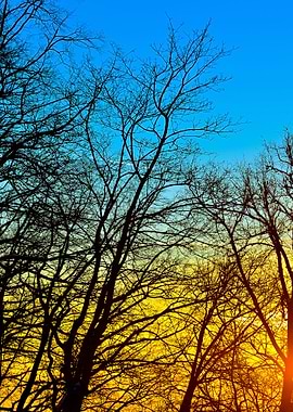 Tree Silhouettes Against S
