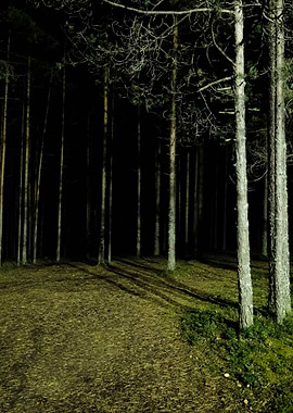 Forest Scene By Night