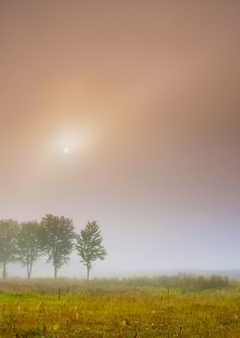 Foggy Morning Field