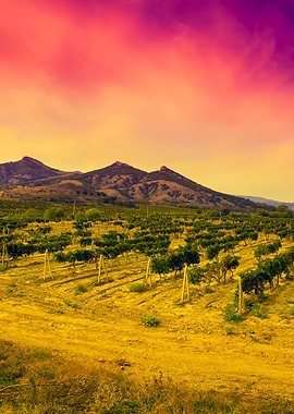 A Valley Of Vineyards Agai