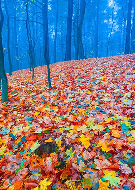 Autumnal Forest Landscape