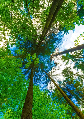 Green Springtime Forest Sk
