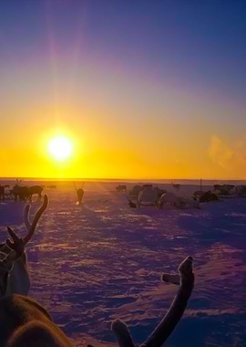 Reindeer Against A Tundra