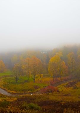 The Fog Is Coming On Fores