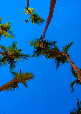 Evening Palm Trees Above