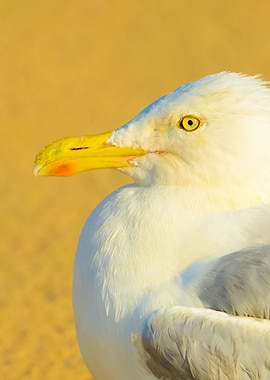 Seagull Sitting On The Bea