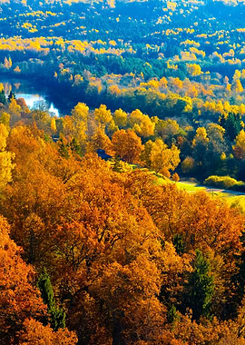 Colorful Forest Hills In F