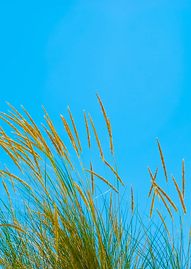Reed Grass Background On A