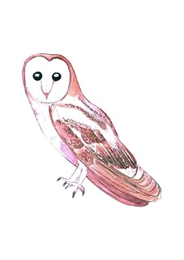 Barn owl or Tyto alba