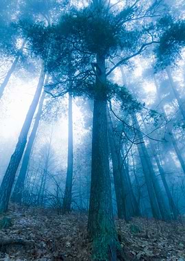 Autumnal Forest Landscape