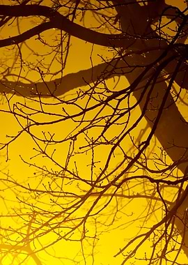 CloseUp Of A Tree In The F