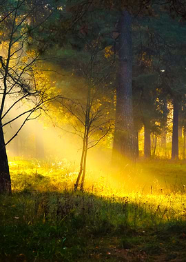 Sunbeams In Fog In The For