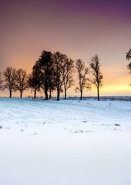 Winter Field Sunset