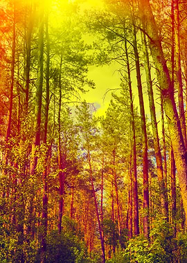 Pine Forest With Tall Tree