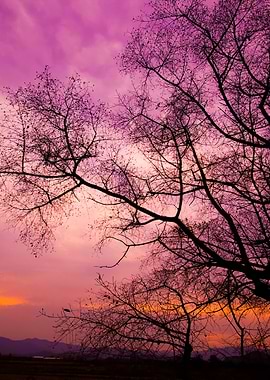 Silhouette Of A Willow Tre