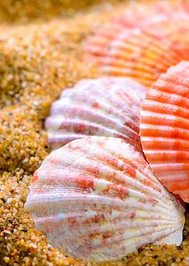 Sea Shells On The Sandy Be