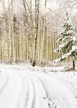 Winter Scene Road And Fore