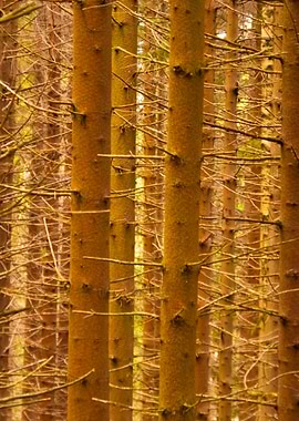 In The Harz Mountains