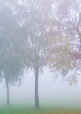 Trees In Fog
