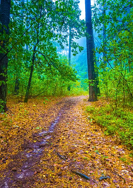 Beautiful Autumnal Forest
