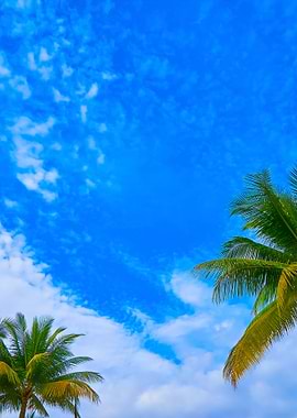 Coconut Palm Tree On Blue