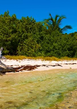 Driftwood At The Beach
