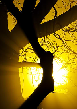 CloseUp Of A Tree In The F