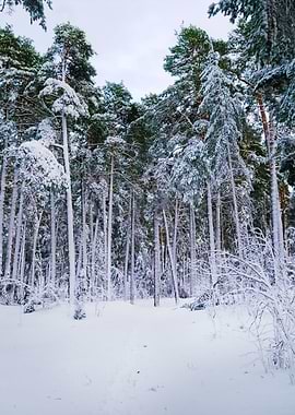 Winter Wonderland In Snow