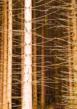 In The Harz Mountains