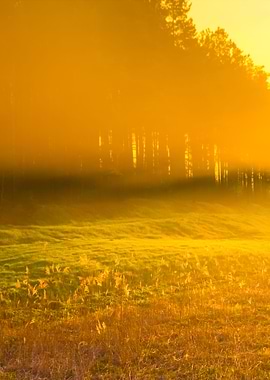 Foggy Morning Meadow