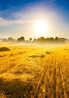 Stubble Field At Sunrise