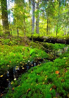Dark Pine Forest Scene