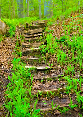 Staiway In Forest