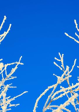 Winter Snow Covered Trees