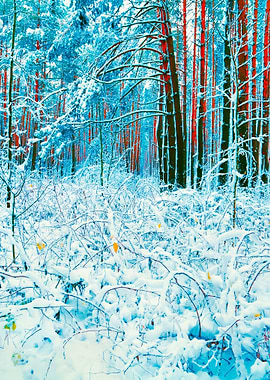 Pine Forest In Winter
