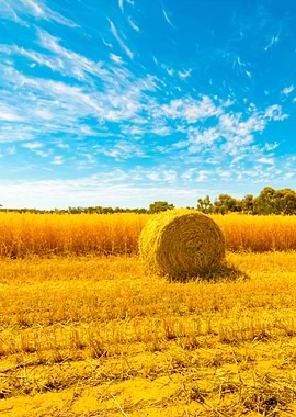 Hay And Straw Bales In The