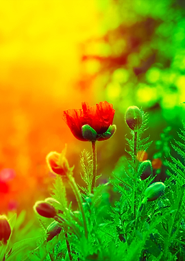 Poppy Field At Sunset