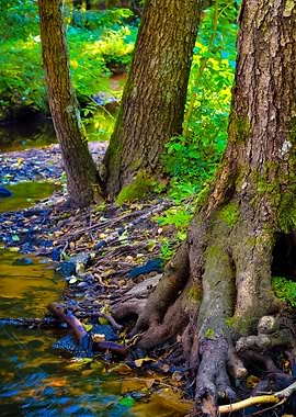 Forest River Scene