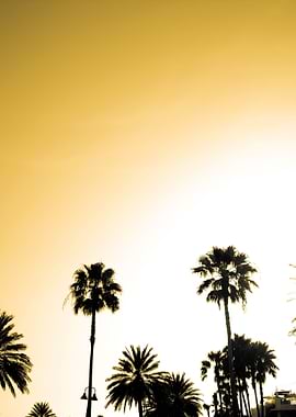 Sepia Palm Trees Silhouett